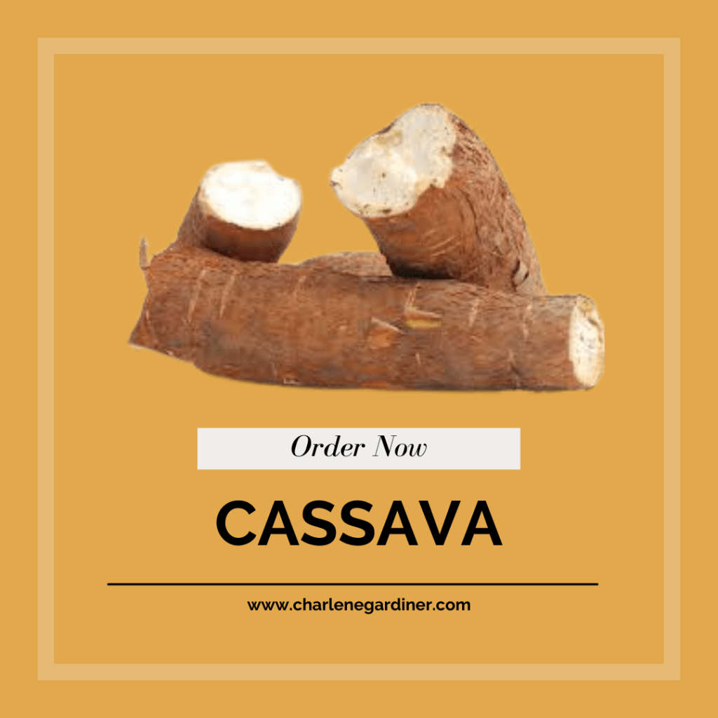 cassava