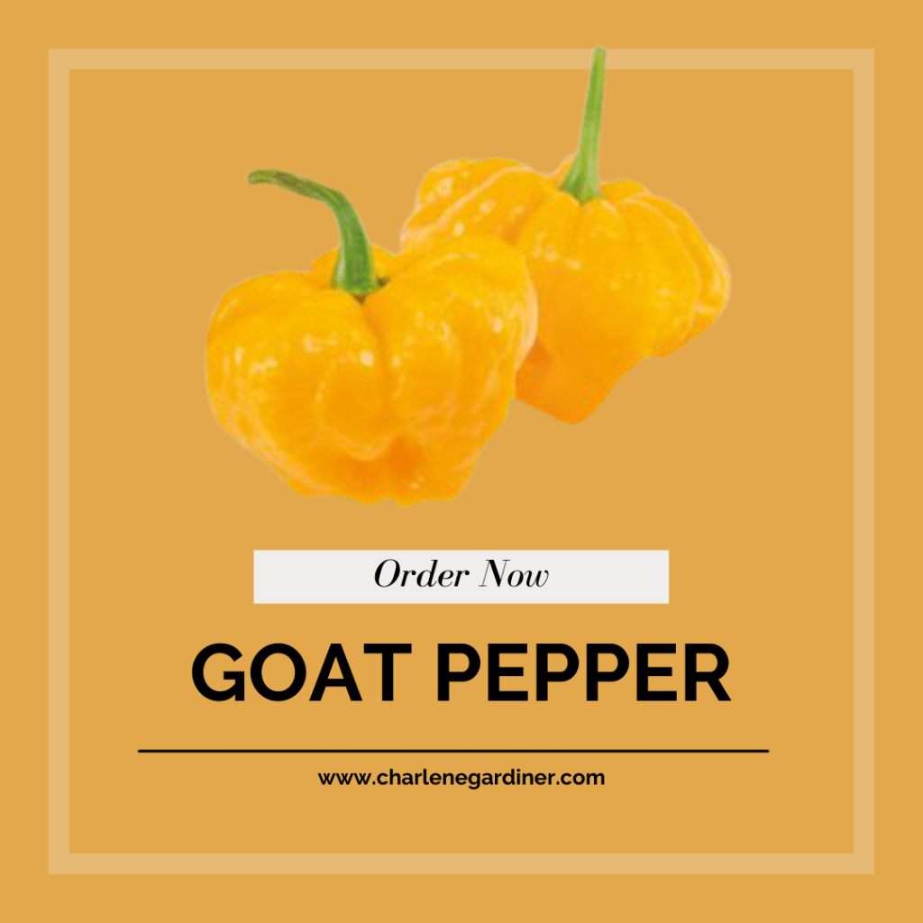 goat pepper