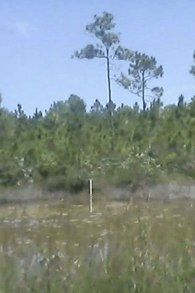 talipia pond
