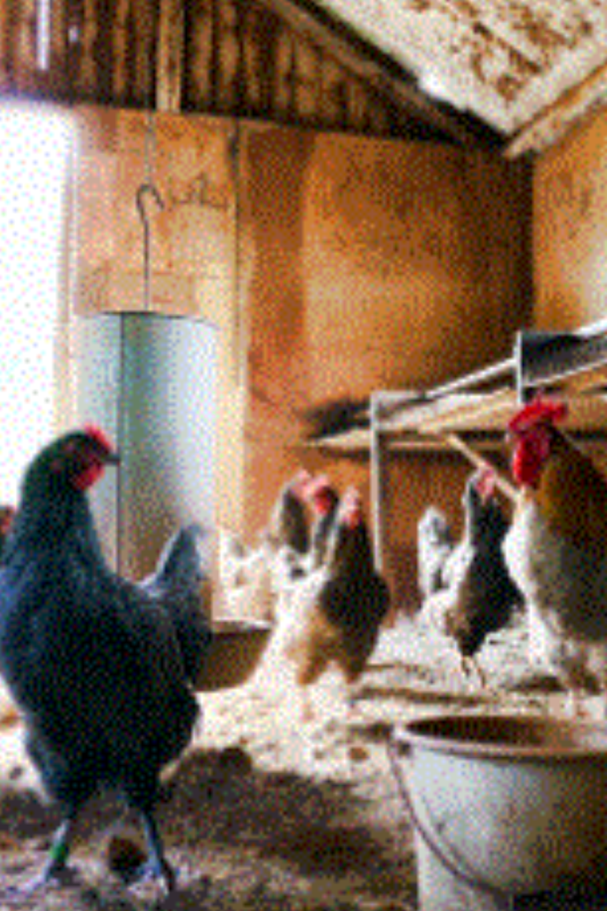 chicken egg production