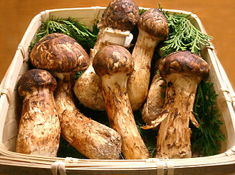 Matsutake