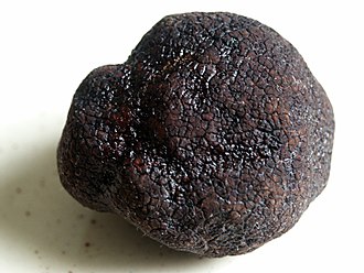 Black truffle (Tuber melanosporum)