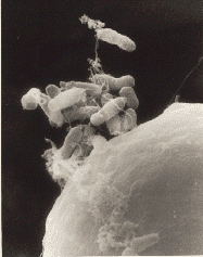 Agrobacterium 