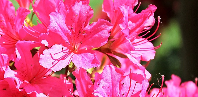 pinks