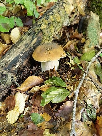 Porcini mushrooms