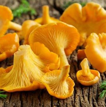 Chanterelles