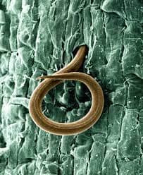 nematode 