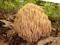 coral fungus