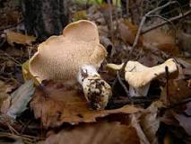 Hedgehog mushrooms