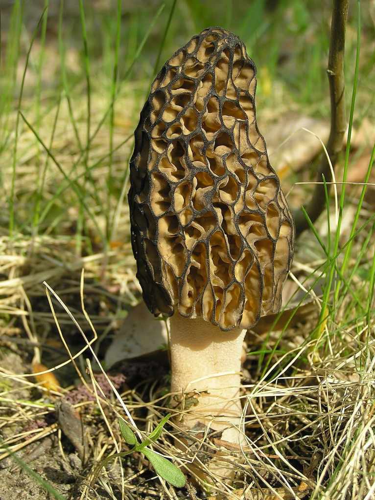 A morel. 