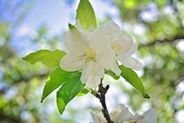 blossom