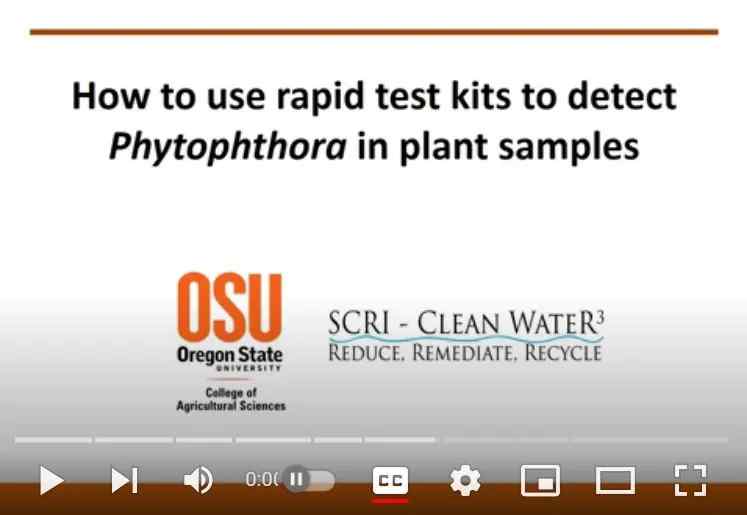 rapid test