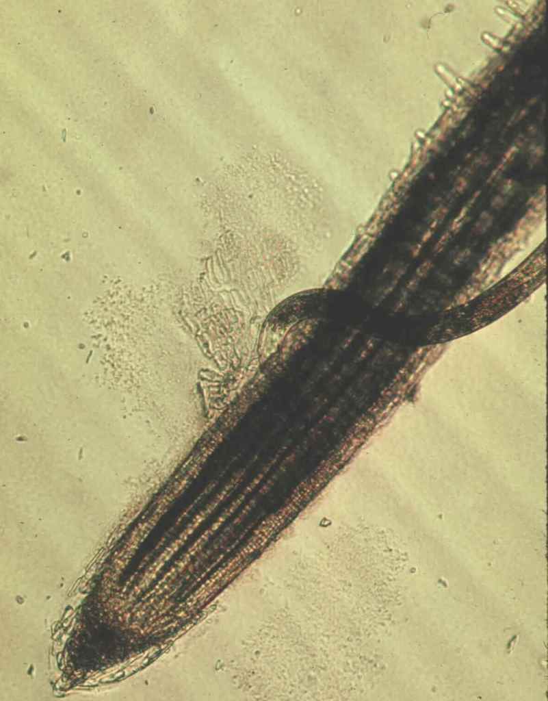 Paratrichodorus