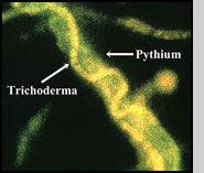 Trichoderma