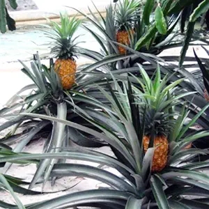 Pineapple Plants "Elite Gold"   -Image; Amazon Garden Essentials Must Haves For Every Gardener https://www.charlenegardiner.com