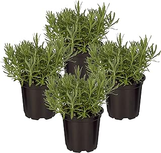 Live Aromatic and Edible Herb - Lavender (4 Per Pack)  -Image; Amazon Garden Essentials Must Haves For Every Gardener https://www.charlenegardiner.com