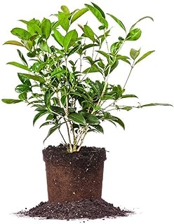 Tea Olive Live Plant, 1 gallon, Green -Image; Amazon Garden Essentials Must Haves For Every Gardener https://www.charlenegardiner.com