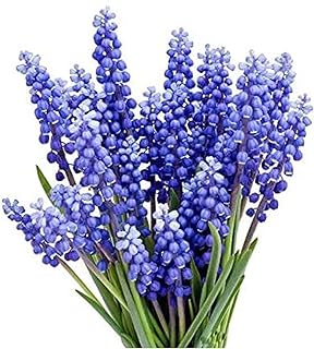 15 Grape Hyacinth - Muscari Armeniacum -  -Image; Amazon Garden Essentials Must Haves For Every Gardener https://www.charlenegardiner.com 