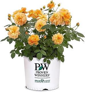 at Last Rose, 2 Gallon, Sunset Orange -Image; Amazon Garden Essentials Must Haves For Every Gardener https://www.charlenegardiner.com
