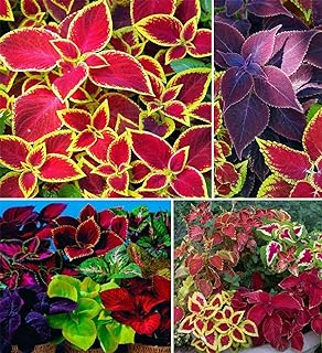 Coleus Flowers Seeds  -Image; Amazon Garden Essentials Must Haves For Every Gardener https://www.charlenegardiner.com