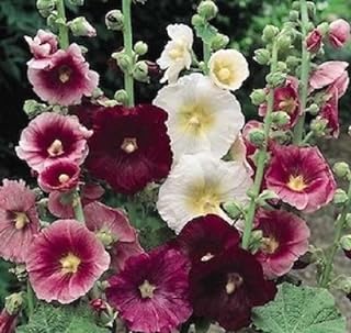 50 Seeds Hollyhock Indian butterflySpring Holly Hock Seeds  -Image; Amazon Garden Essentials Must Haves For Every Gardener https://www.charlenegardiner.com