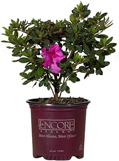 Autumn Royalty (1 Gallon) Azalea of The Year Purple Flowering Shrub    -Image; Amazon Garden Essentials Must Haves For Every Gardener https://www.charlenegardiner.com