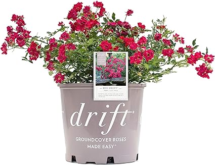 Star Roses Drift Series 19681 Star Rose Drift Red,   -Image; Amazon Garden Essentials Must Haves For Every Gardener https://www.charlenegardiner.com