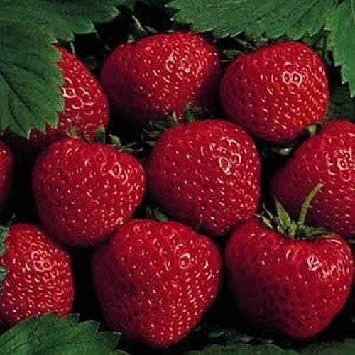 9GreenBox 25 Earliglow Strawberry Plants - Bareroot - The Earliest Berry! -Image; Amazon Garden Essentials Must Haves For Every Gardener https://www.charlenegardiner.com