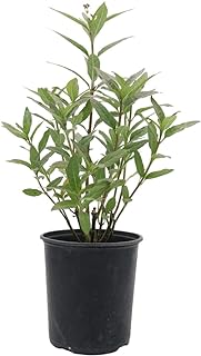 Live Milkweed Plant,  -Image; Amazon Garden Essentials Must Haves For Every Gardener https://www.charlenegardiner.com 