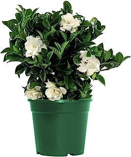 Bush Gardenia -  -Image; Amazon Garden Essentials Must Haves For Every Gardener https://www.charlenegardiner.com 
