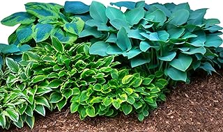 Hosta 'Bumper Crop Mix' Plant Bareroots (10 Pack) - -Image; Amazon Garden Essentials Must Haves For Every Gardener https://www.charlenegardiner.com  