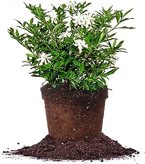 Frostproof Gardenia Live Plant, 1 Gallon Pot -Image; Amazon Garden Essentials Must Haves For Every Gardener https://www.charlenegardiner.com