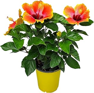 Fiesta Hibiscus Bush - Live Hibiscus Flowering Plant   -Image; Amazon Garden Essentials Must Haves For Every Gardener https://www.charlenegardiner.com