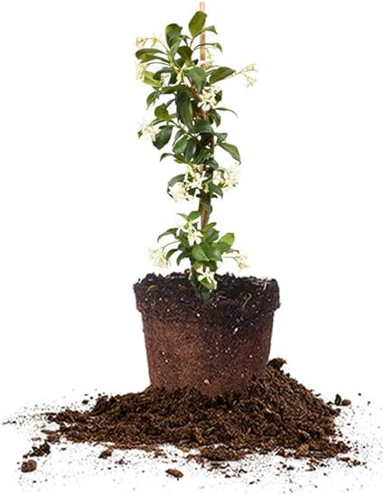 Perfect Plants Confederate Jasmine Live Plant, 1 Gallon Pot,  -Image; Amazon Garden Essentials Must Haves For Every Gardener https://www.charlenegardiner.com