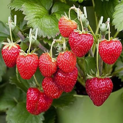 Strawberry Seeds  -Image; Amazon Garden Essentials Must Haves For Every Gardener https://www.charlenegardiner.com