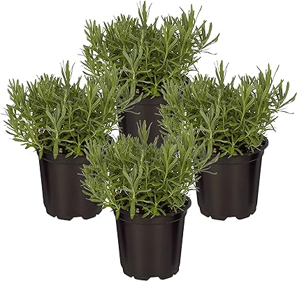 Live Aromatic and Edible Herb - Lavender (4 Per Pack),   -Image; Amazon Garden Essentials Must Haves For Every Gardener https://www.charlenegardiner.com