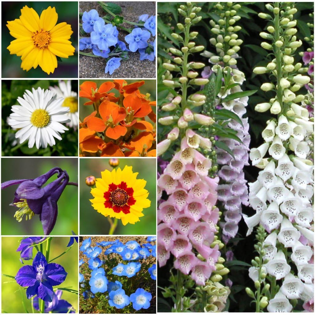 Seed Needs, Large 2.1 Ounce Package of 30,000+ Partial Shade Wildflower Seed Mixture for Planting -Image; Amazon Garden Essentials Must Haves For Every Gardener https://www.charlenegardiner.com