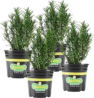 Rosemary Live Edible Aromatic Herb Plant - 4 Pack, Perennial  -Image; Amazon Garden Essentials Must Haves For Every Gardener https://www.charlenegardiner.com 