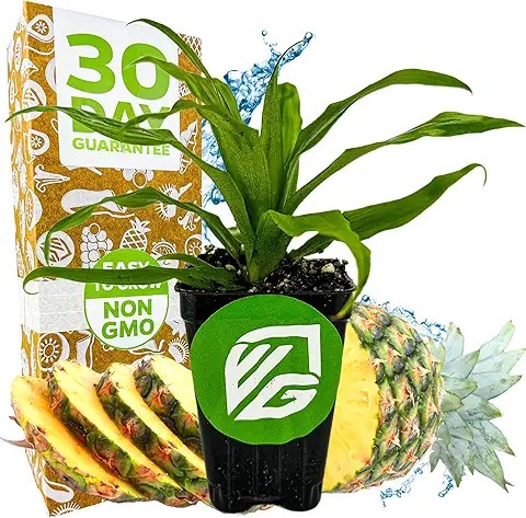 Live Potted Plants