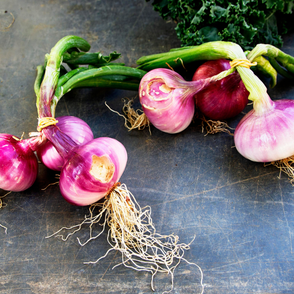 Onion sprouts 