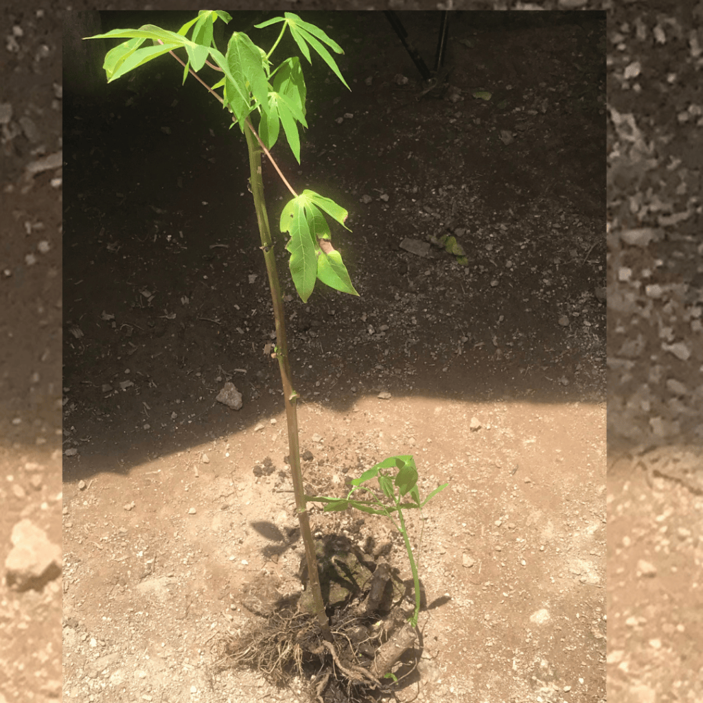 Cassava sprouts 