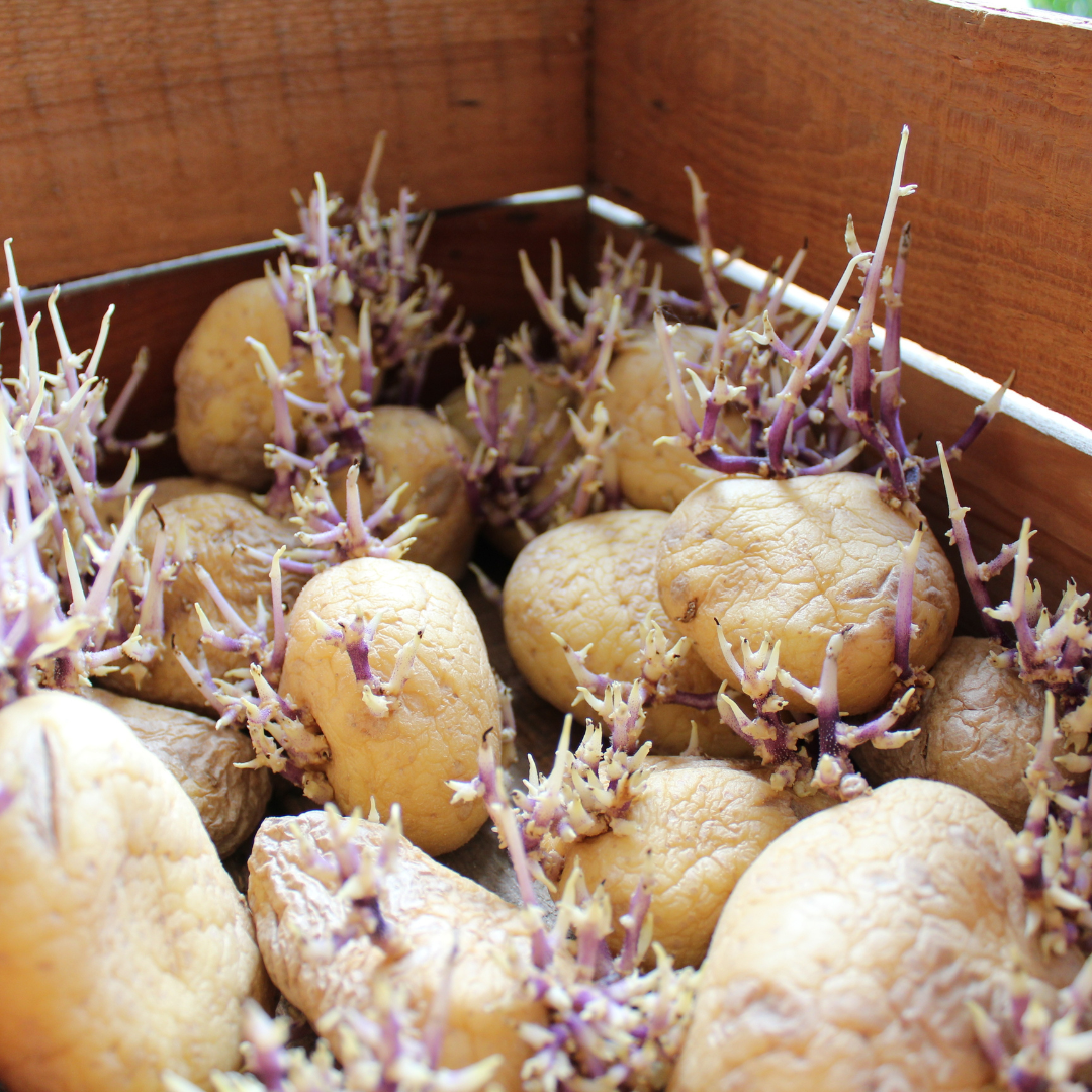Potato sprouts 