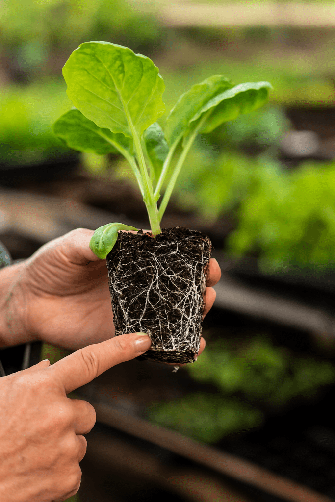 Always check the roots when you purchase a plant at the nursery