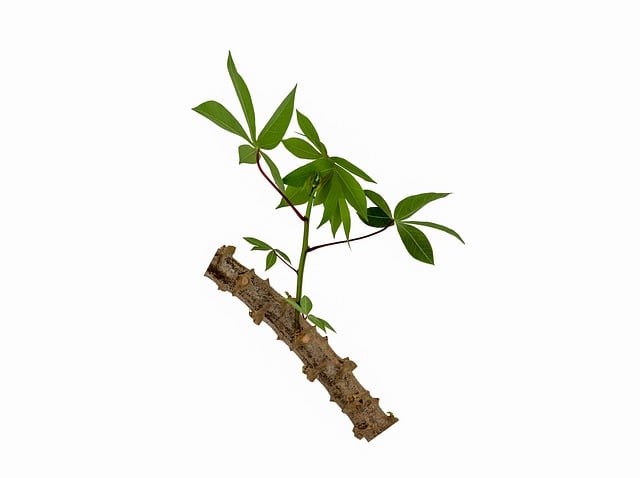 A healthy cassava plant cutting with green leaves and a brown, textured stem.