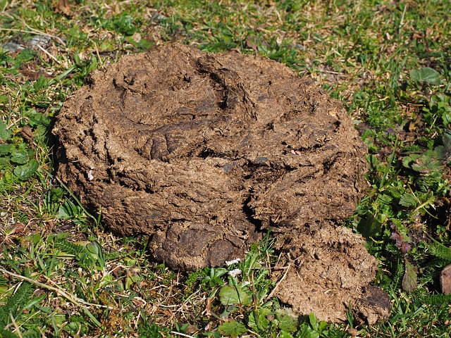 A large pile of manure with a grassy area in the foreground and greenery in the background.