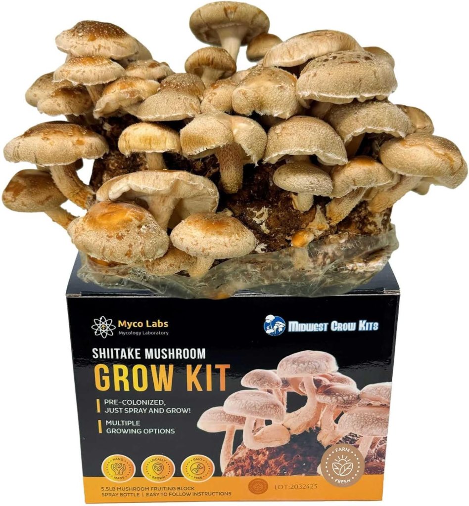 Mushroom Starter kit 