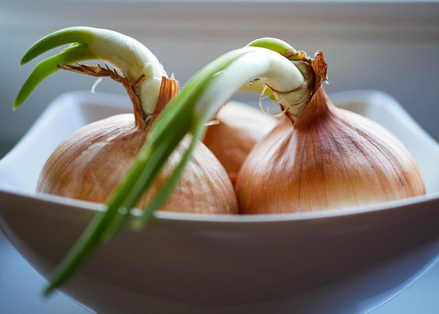 Three sprouting onions with green shoots in a white bowl.